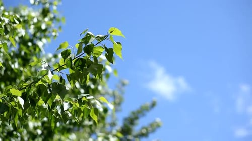 Herbstblätter wehen sanft im Wind unter klarem blauem Himmel
