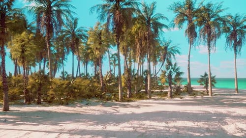 Tropical Beach with Coconut Palm Tree