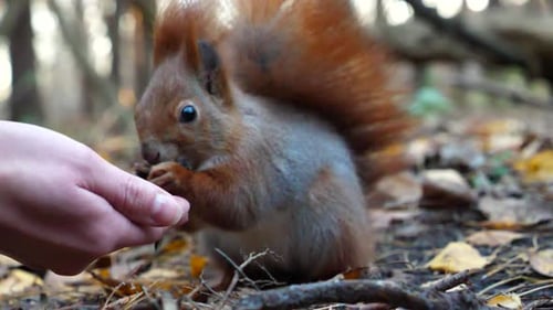 Squirrel Eating Nut from Person's Hand