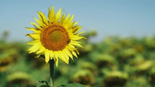 Natural Landscape View of a Field of Sunflowers Plants and Agriculture in the Countryside Bees