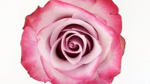 Beautiful Opening Pink Rose on White Background Petals of Blooming Pink Rose Flower Open Closeup