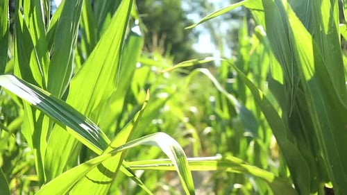 walking among the organically grown corn plants at sunset, backlight shot