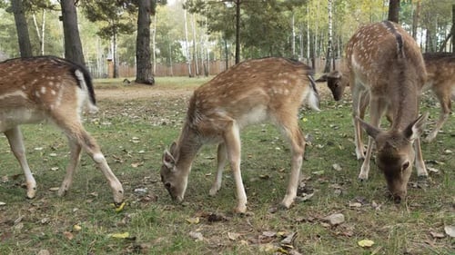 Group of spotted young deer eating grass and grazing close up slow motion. Young true deer grazing