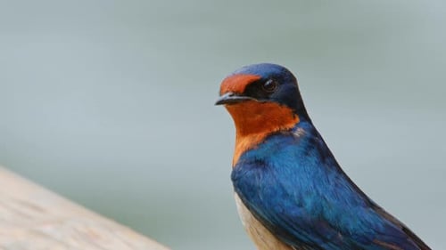 Red chested swallow side profile close up portrait colorful African bird