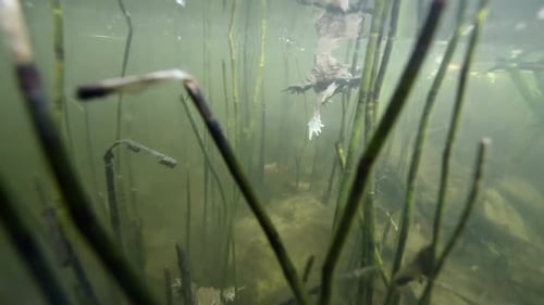 Two toads swimming through pond, mating, laying eggs, male mounted on female