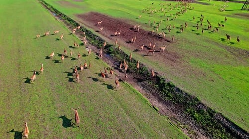 Aerial view of a herd of deer grazing in an open field near water