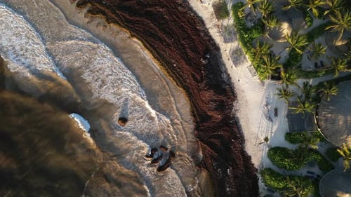 El sargazo, conocido como hierba de golfo, cubre hermosas playas: vista aérea