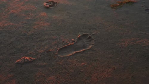 Top view children’s footprint at sandy golden beach at sunset