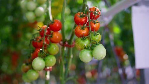 Green Red Cherry Tomato Hanging Plant Stem Closeup. Close Up Seasonal Vegetable