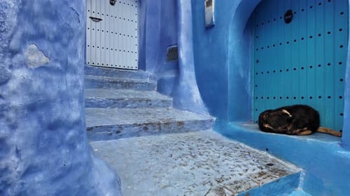 Dog sleeping in the blue city medina of Chefchaouen Morocco