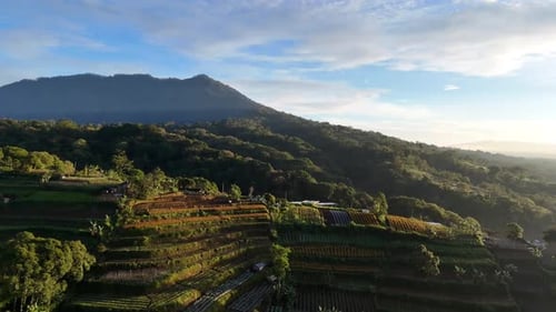 Plantation Drone 4 K