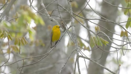 Prothonotary warbler on tree