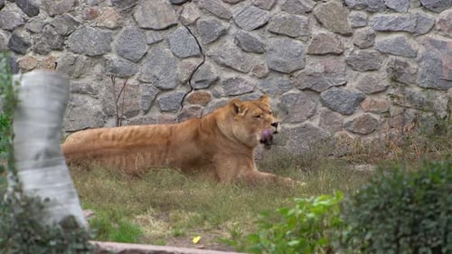 Löwin Tier Große Wildkatze im Zoo
