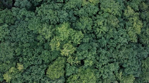 Top Down View of Dense Deciduous Forest in Summer Aerial View