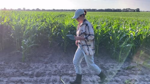 Panoramic Agricultural Cornfield While Woman Farmer Walks Dirt Road