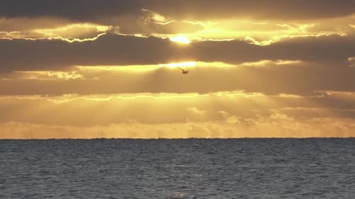 ocean sunrise with bird silhouette flying across in slow motion