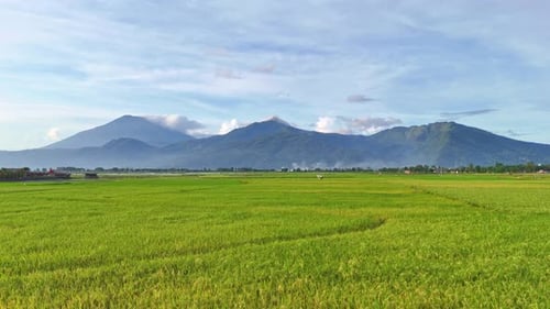 Drone camera moving backward of green rice field with detailed views of mountains on the horizon.
