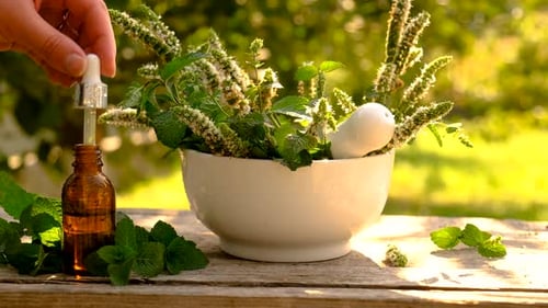 Extracting Mint Oil for Natural Medicine