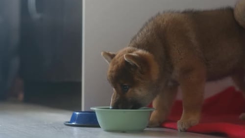 El cachorro de Shiba Inu come comida de su tazón en casa