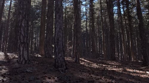 Tall mature pine trees from the forest floor, surrounded by pine cones