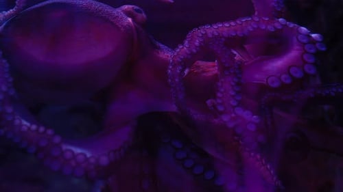 Der Oktopus in einem Aquarium drückt seinen Kopf und seine Tentakel gegen das Glas, seine Tentakel fließen und