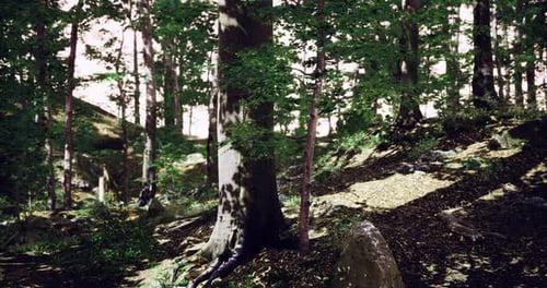 Sunlight Filtering Through Forest Trees in a Serene Natural Setting