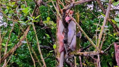 Monkey sitting on tree branches surrounded by dense green forest foliage
