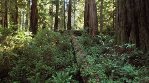 Moving Through Sunny Redwood Forest