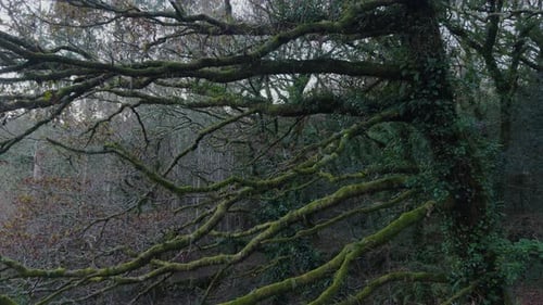 Mossy Branches Of Bare Trees In The Forest In San Crimenzo, Dumbria, Spain - Drone Shot