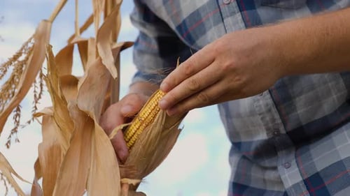 Close Up Front View Farmers Hands Open an Ear of Yellow Ripe Corn
