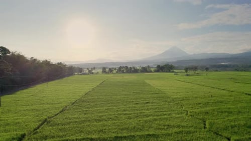 Sunrise Over Green Rice Fields and Mountain Landscape