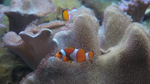 Beautiful Coral Reef with Fish in the Red Sea Egypt