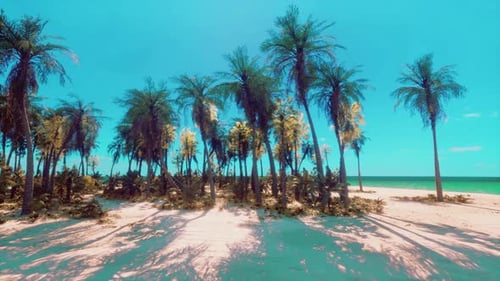 A Beach with Palm Trees