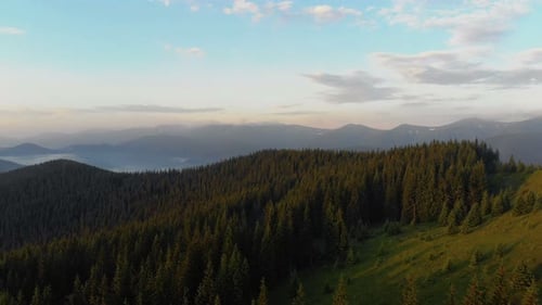 Aerial Drone Footage View in 4K resolution: Flight over pine forest in the mountains.