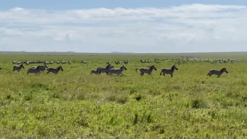 Herd of running Grant's zebras (Equus quagga boehmi) during the Great migration in Serengeti Nationa
