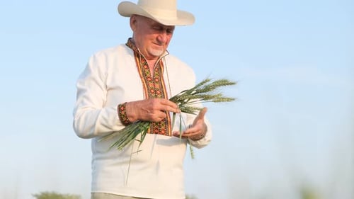 An Elegant Old Ukrainian Peasant is Holding Young Sprouts of Wheat in the Middle of a Field