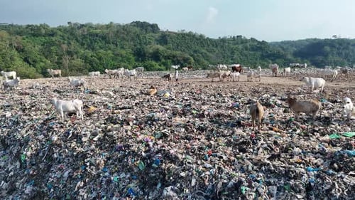 Cows Graze on a Landfill Hillside on Sunny Day