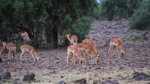 Antelopes Graze Peacefully on the African Savanna