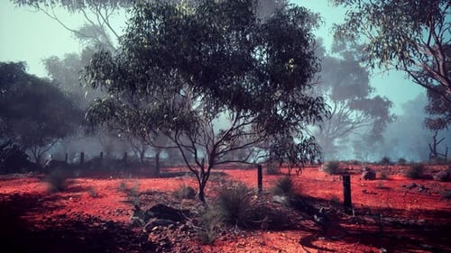 Red Dirt Field With Trees in Australian Bush