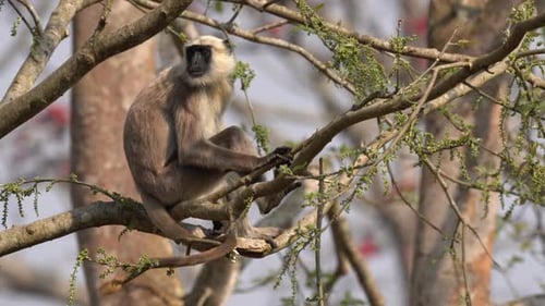 A gray langur sitting in a tree on a sunny day.