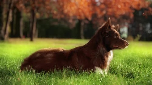Adorable Border Collie Playing in a Beautiful Park