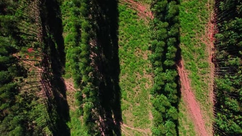 Rows of Eucalyptus plantation Brazil, South America. Forestry industry