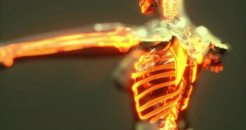 Detailed View of Human Skeleton Anatomy Showing Bones and Joints