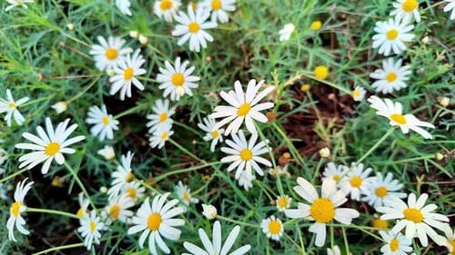 Close Up Slider Shooting White Daisies