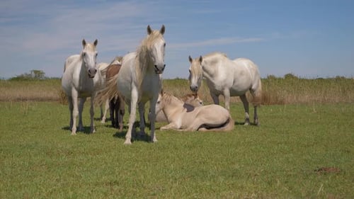 A Majestic Herd of Wild Horses Roaming Through Natural Landscapes