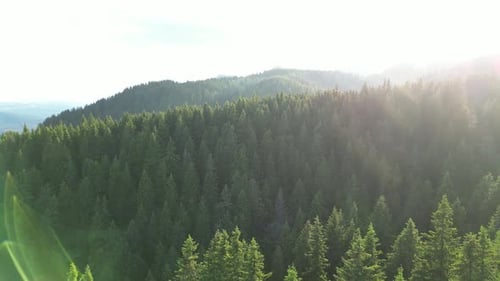 Lumière dorée sur les arbres de montagne