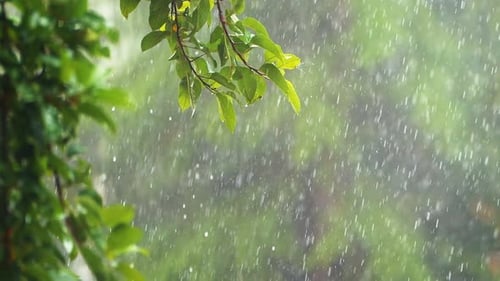 Heavy Rain On A Tree