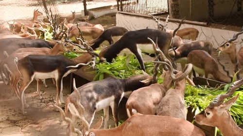 Schwarze Bocktiere fressen Futter, grüne Blätter und kämpfen im Zoopark mit scharfen Antilopen um Nahrung