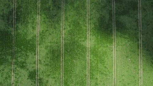 Green Farm Field