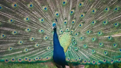 Stunning Peacock Displays Vibrant Plumage
